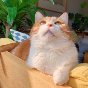 邱淑芬在厨房被躁到高潮
